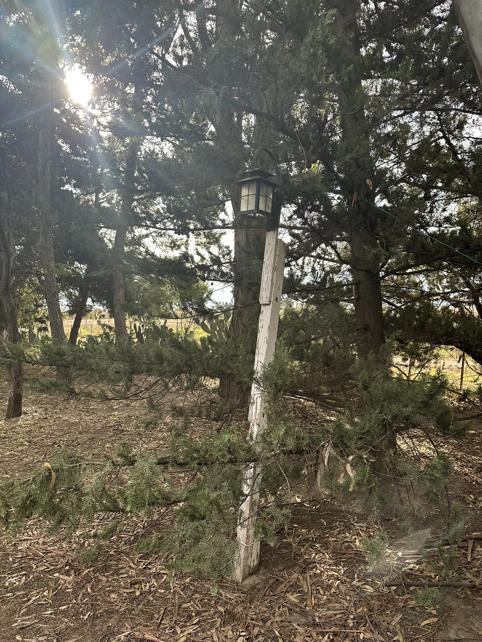 Un farol entre los árboles del parque de La Caldenia