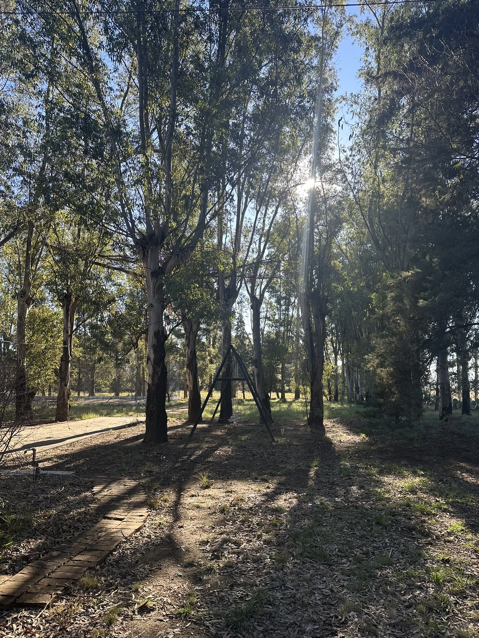 La luz del sol entre los árboles del parque