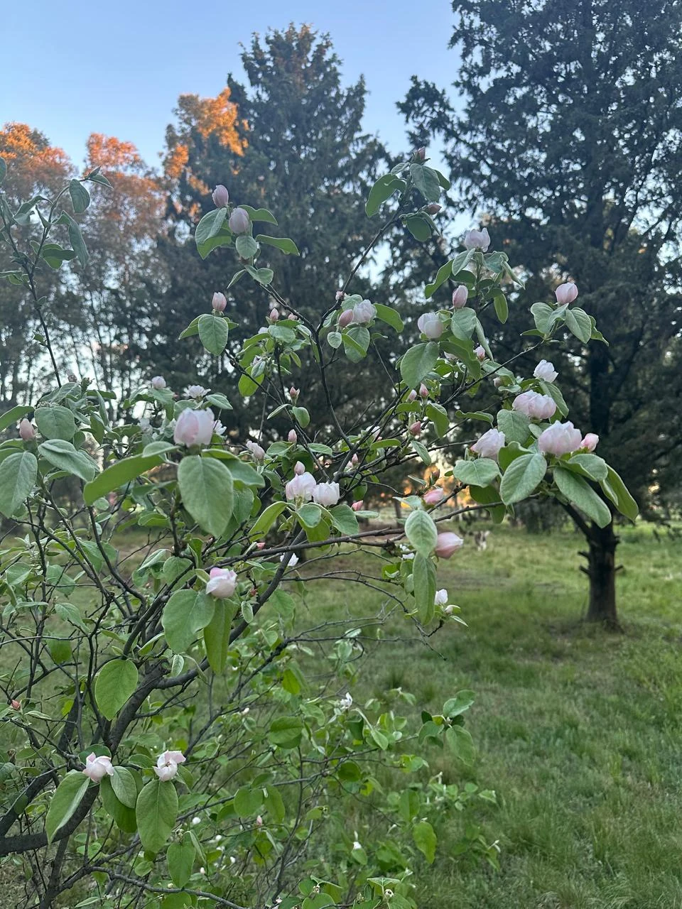 Flores claras en una rama del parque de La Caldenia