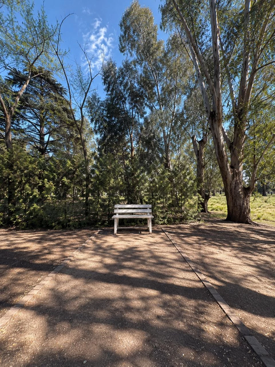 Un banco bajo los árboles del parque