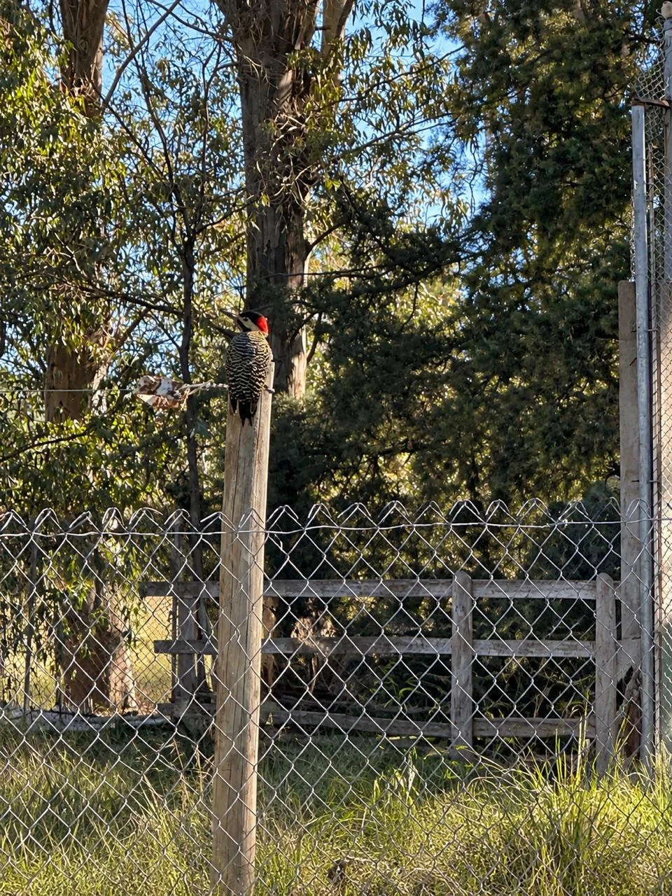 El cerco de la cancha de La Caldenia entre árboles