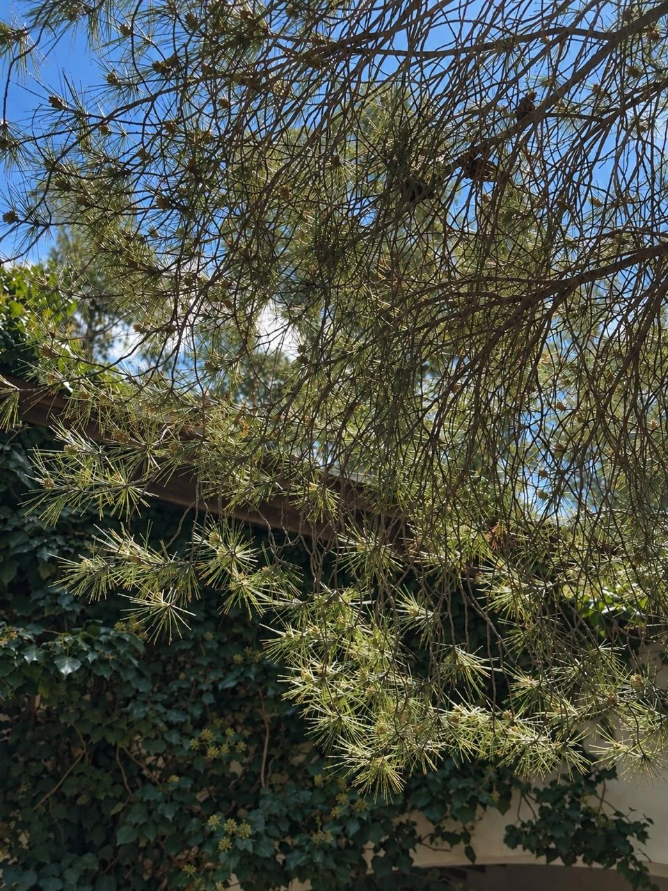 Ramas y hojas de los árboles de La Caldenia