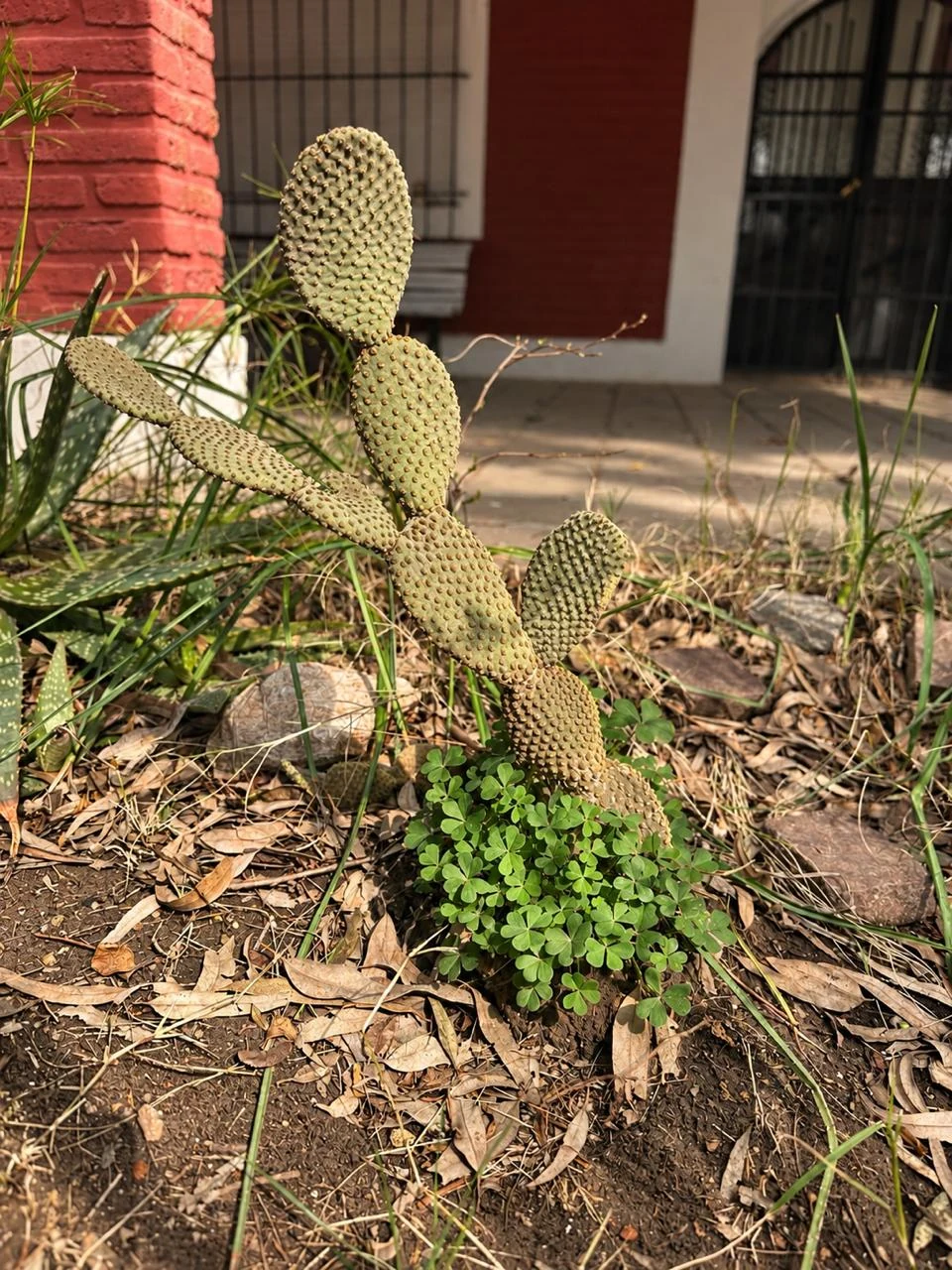 Un cactus junto a la galería de la casa