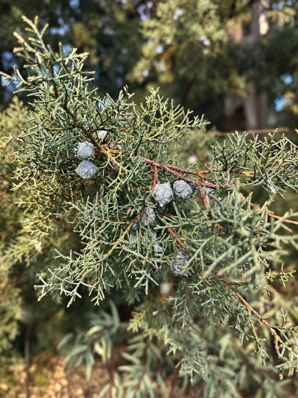 Un detalle de las ramas y pequeños conos de un árbol